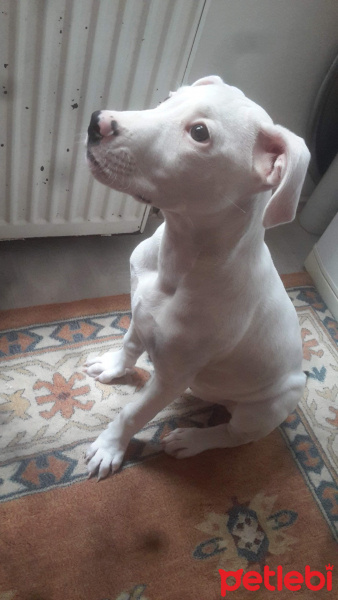 Dogo Arjantin, Köpek  Yağmur fotoğrafı