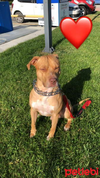 Amerikan Pitbull Terrier, Köpek  Leo fotoğrafı