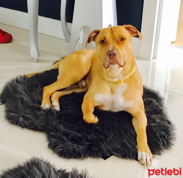 Amerikan Pitbull Terrier, Köpek  Leo fotoğrafı