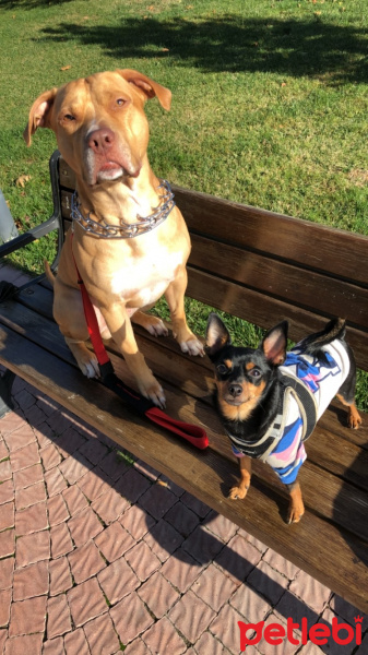 Amerikan Pitbull Terrier, Köpek  Leo fotoğrafı