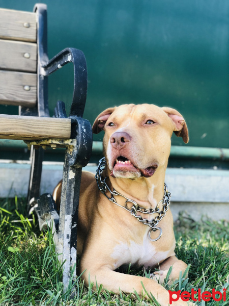 Amerikan Pitbull Terrier, Köpek  Leo fotoğrafı