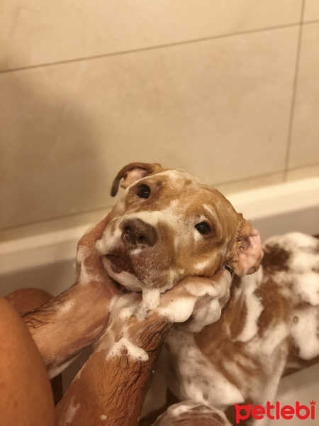 Amerikan Pitbull Terrier, Köpek  Leo fotoğrafı