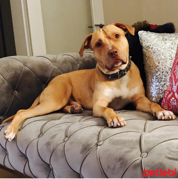 Amerikan Pitbull Terrier, Köpek  Leo fotoğrafı