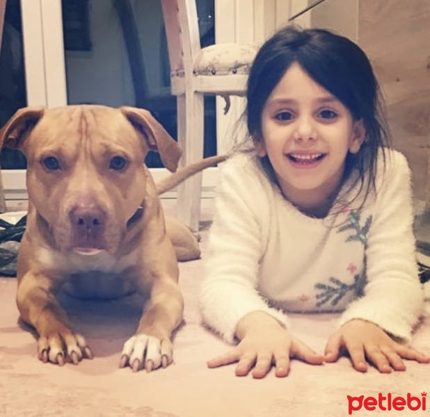Amerikan Pitbull Terrier, Köpek  Leo fotoğrafı
