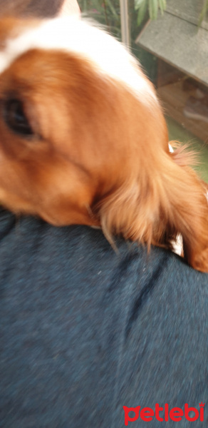 King Charles Spaniel, Köpek  Petit fotoğrafı
