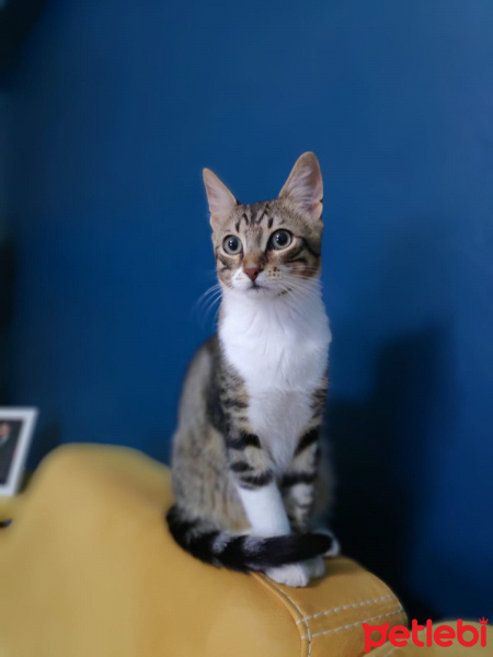 Tekir Kedi, Kedi  Cemşit fotoğrafı