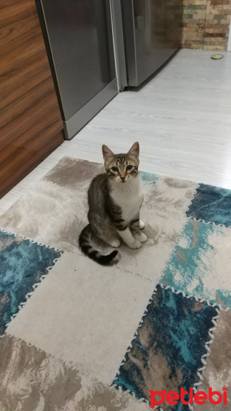 Tekir Kedi, Kedi  Cemşit fotoğrafı