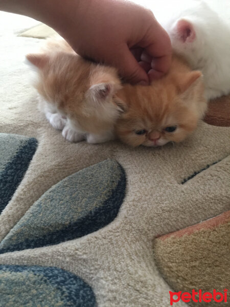 Exotic Shorthair, Kedi  Sansa fotoğrafı