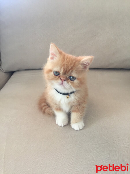 Exotic Shorthair, Kedi  Sansa fotoğrafı