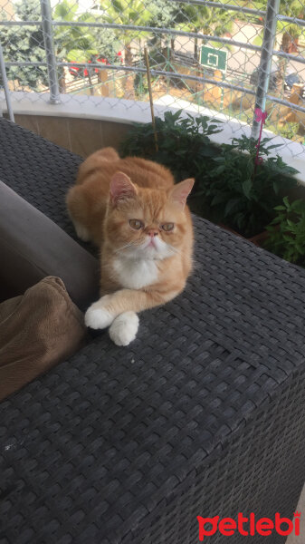 Exotic Shorthair, Kedi  Sansa fotoğrafı