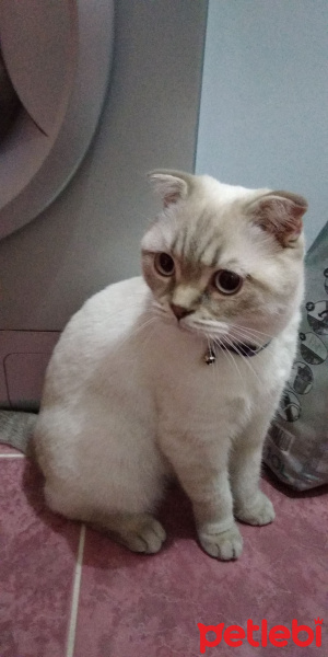 Scottish Fold, Kedi  Ezel fotoğrafı