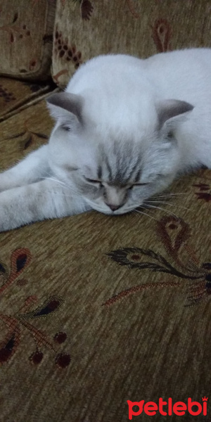 Scottish Fold, Kedi  Ezel fotoğrafı