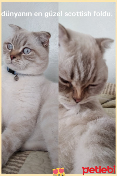 Scottish Fold, Kedi  Ezel fotoğrafı