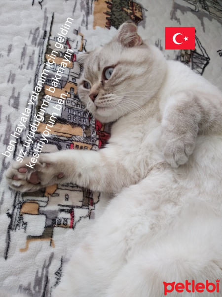 Scottish Fold, Kedi  Ezel fotoğrafı