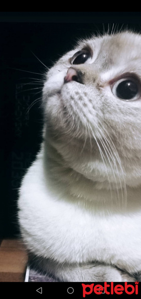 Scottish Fold, Kedi  Şero fotoğrafı