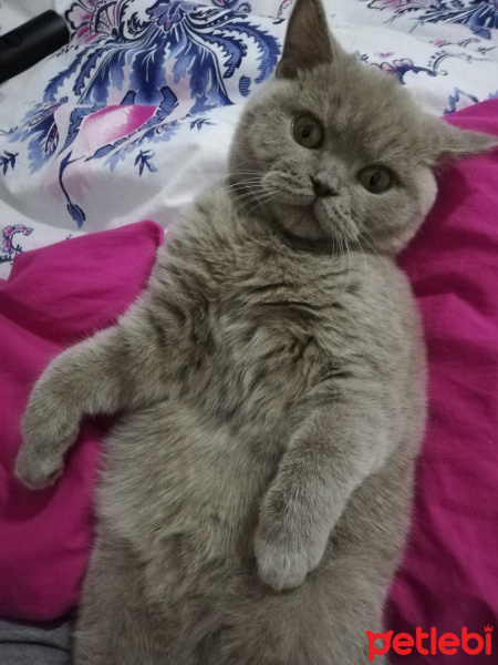 British Shorthair, Kedi  Şirine fotoğrafı