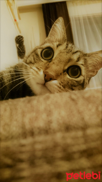 Tekir Kedi, Kedi  Pan fotoğrafı