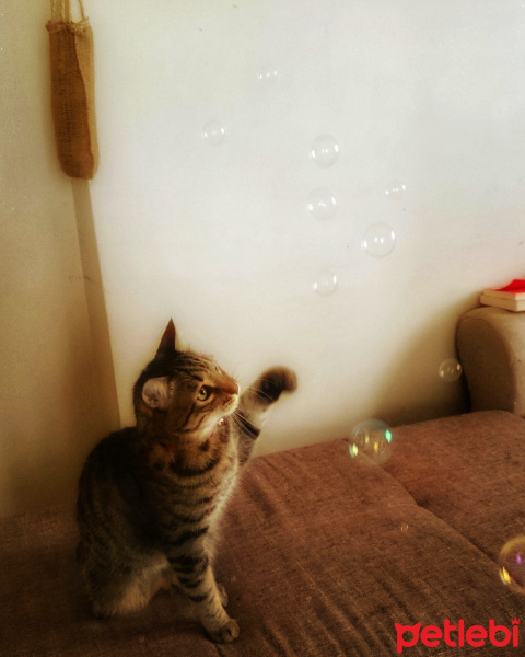 Tekir Kedi, Kedi  Pan fotoğrafı