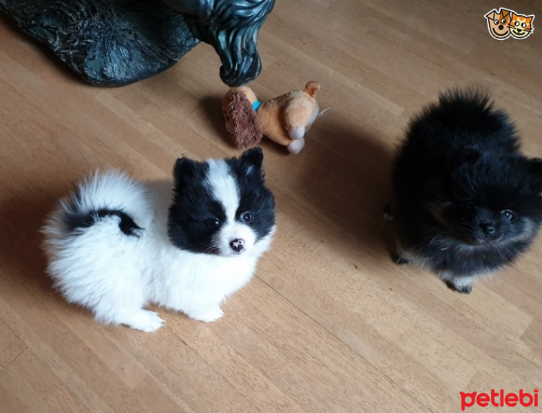 Pomeranyalı, Köpek  Minyatür Büyümeyen Cins Pomeranian Boo fotoğrafı