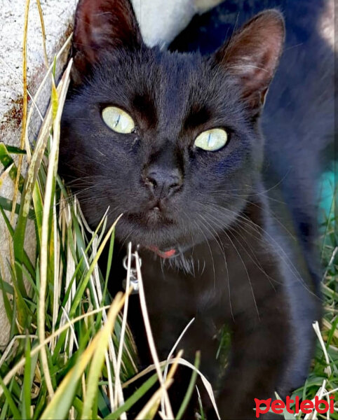 Bombay, Kedi  Siyami fotoğrafı