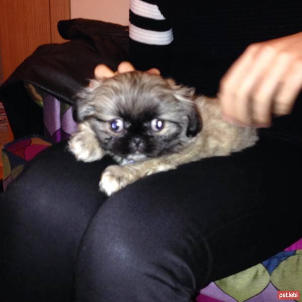 Pekingese, Köpek  Kömür fotoğrafı