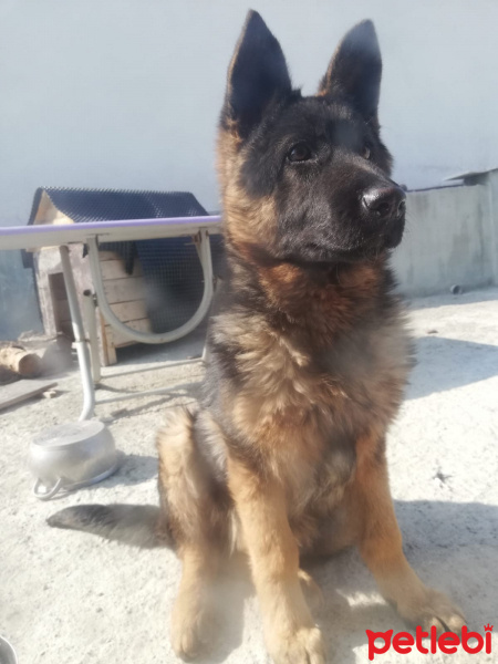 Alman Çoban Köpeği, Köpek  Asya fotoğrafı