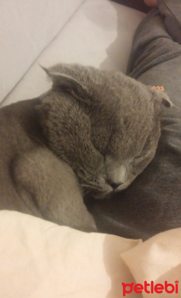 Scottish Fold, Kedi  Ares fotoğrafı