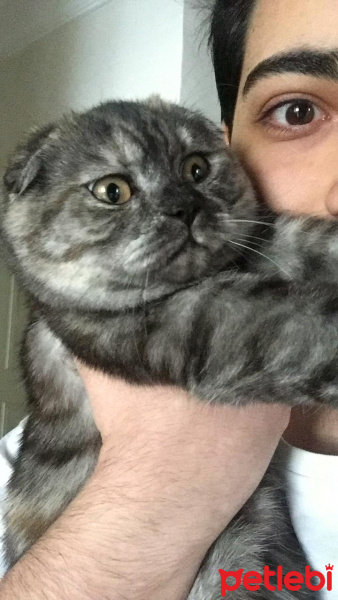 Scottish Fold, Kedi  mia fotoğrafı
