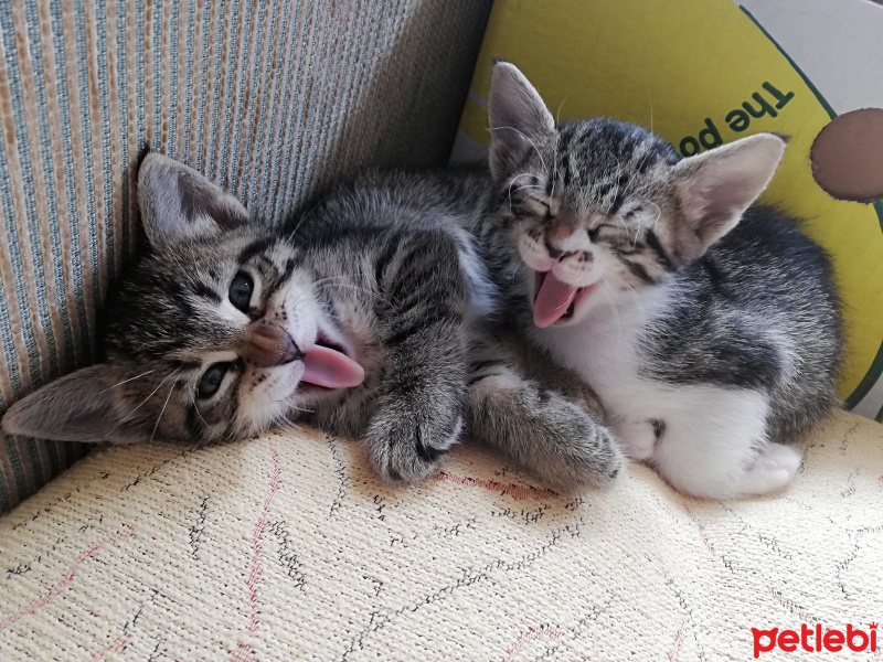 Tekir Kedi, Kedi  Çağatay&Serenay fotoğrafı