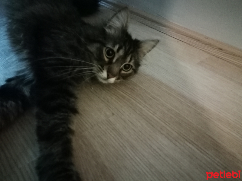 Tekir Kedi, Kedi  Çakıl fotoğrafı