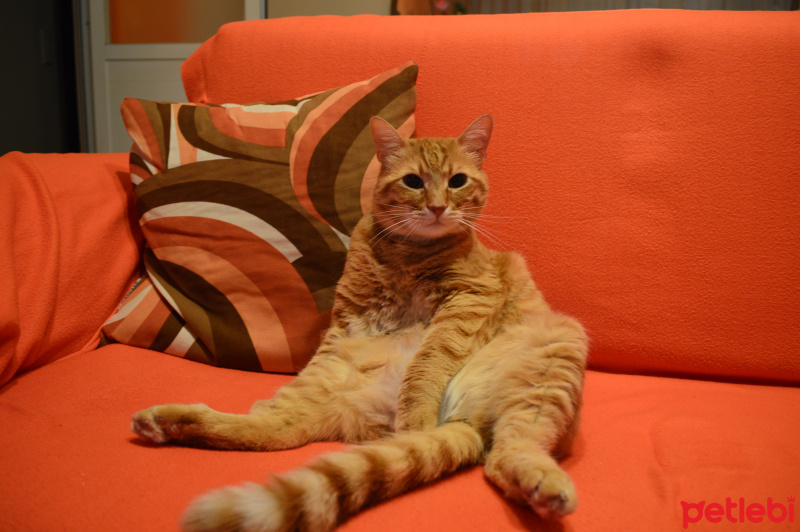 Sarman, Kedi  Hardal fotoğrafı