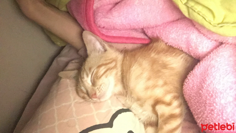 Tekir Kedi, Kedi  Tarçın fotoğrafı