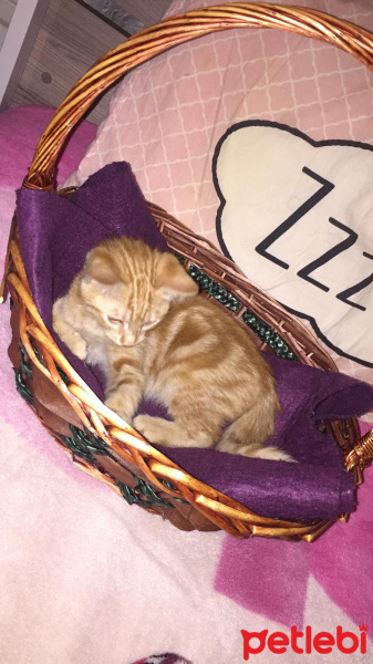 Tekir Kedi, Kedi  Tarçın fotoğrafı