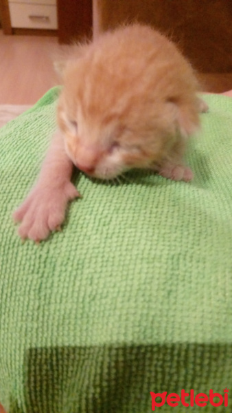 Sarman, Kedi  Aydın nazilli de küçüğe yuva aranıyor fotoğrafı