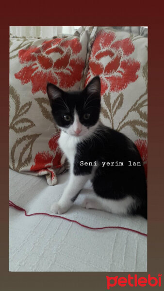 Tekir Kedi, Kedi  Sushi fotoğrafı