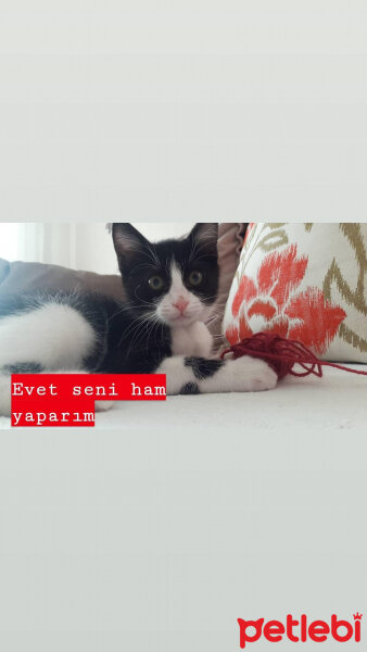 Tekir Kedi, Kedi  Sushi fotoğrafı