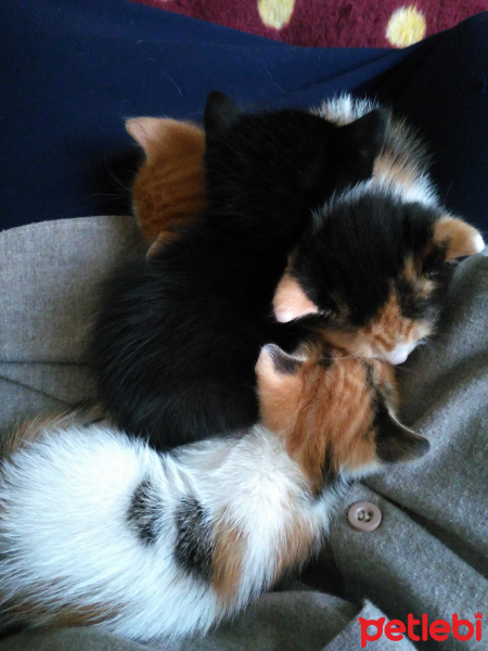Tekir Kedi, Kedi  Boncuk fotoğrafı