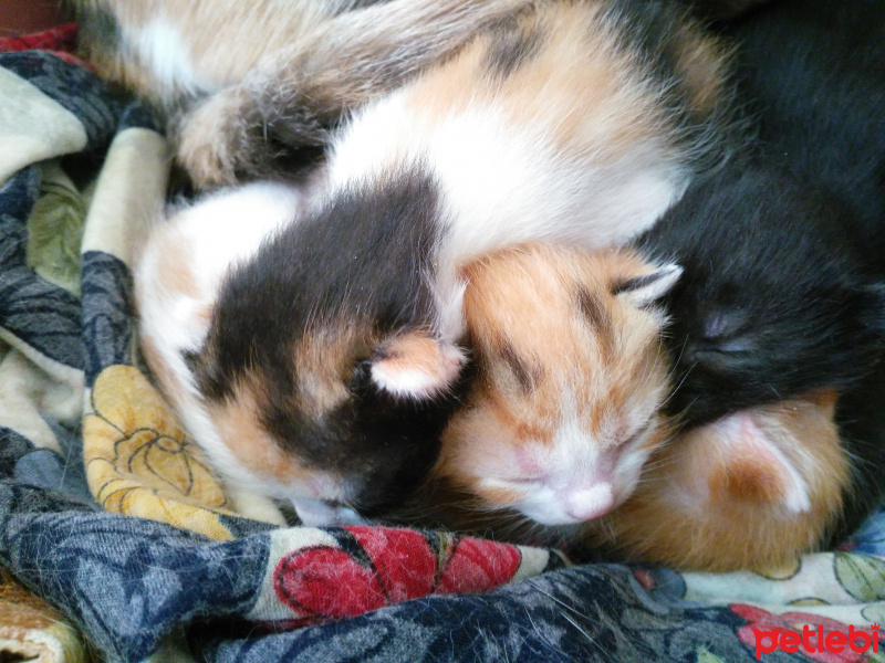 Tekir Kedi, Kedi  Boncuk fotoğrafı