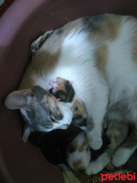Tekir Kedi, Kedi  Boncuk fotoğrafı