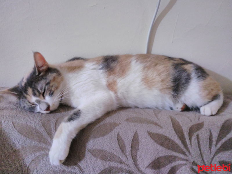 Tekir Kedi, Kedi  Boncuk fotoğrafı