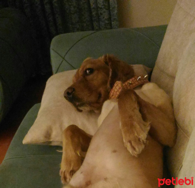 İngiliz Cocker Spaniel, Köpek  tarçın fotoğrafı