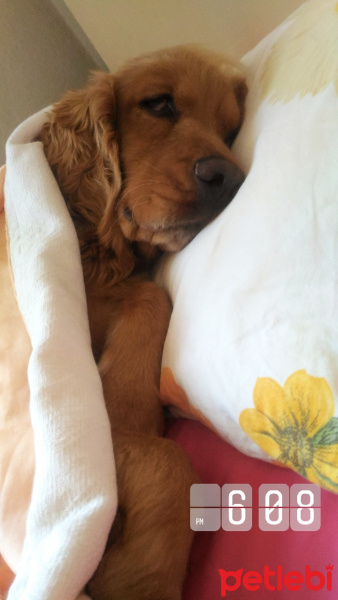 İngiliz Cocker Spaniel, Köpek  tarçın fotoğrafı