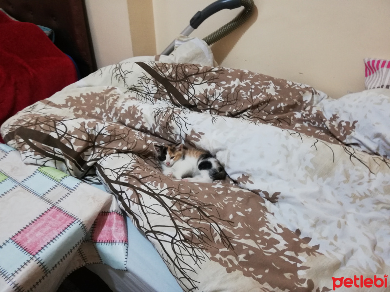 Tekir Kedi, Kedi  Frenk ve hanım efendi fotoğrafı