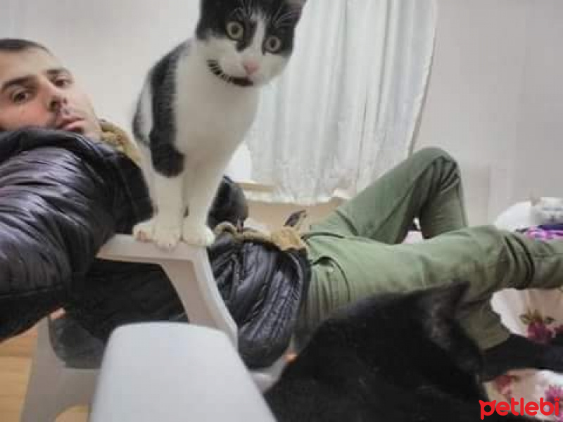 Tekir Kedi, Kedi  Lena fotoğrafı