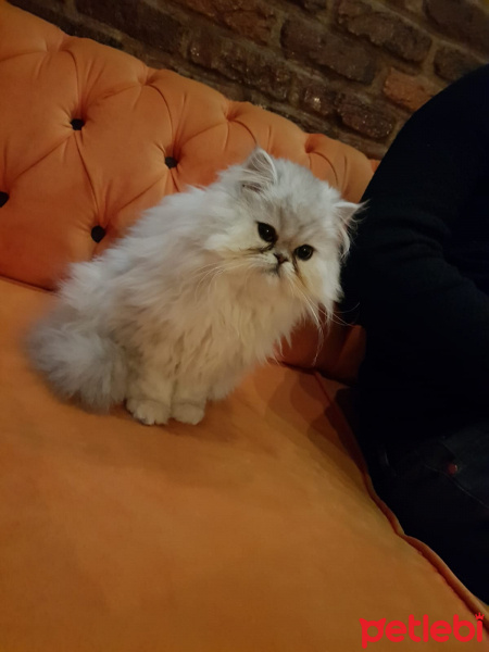 İran Kedisi (Persian), Kedi  Hüsnü fotoğrafı