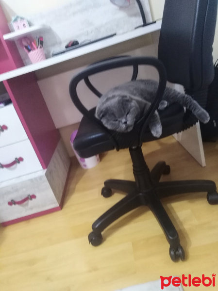 Scottish Fold, Kedi  Max fotoğrafı