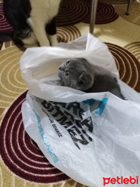 Scottish Fold, Kedi  Max fotoğrafı