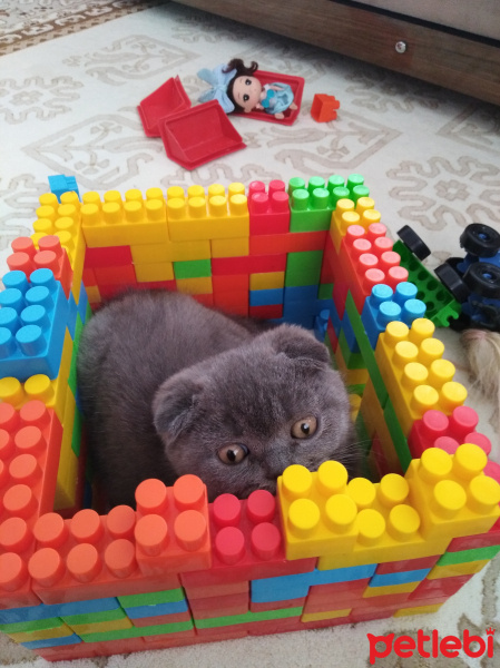 Scottish Fold, Kedi  Max fotoğrafı
