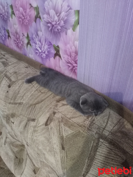 Scottish Fold, Kedi  Max fotoğrafı