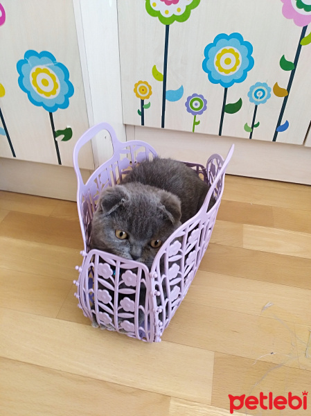 Scottish Fold, Kedi  Max fotoğrafı